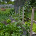 What are some popular vegetables to grow in Austin gardens?