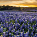 What types of wildflowers can be found in the area surrounding Austin?