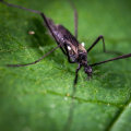 What are some common pests and diseases that affect gardens in Austin?