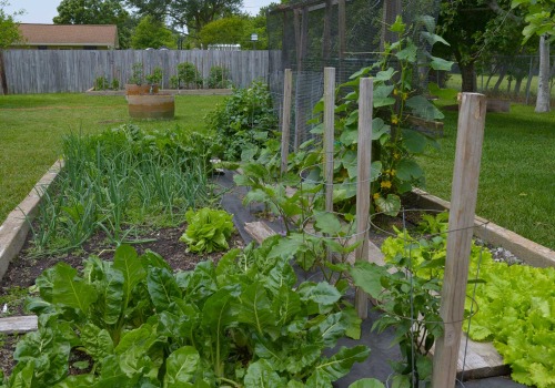 What are some popular vegetables to grow in Austin gardens?